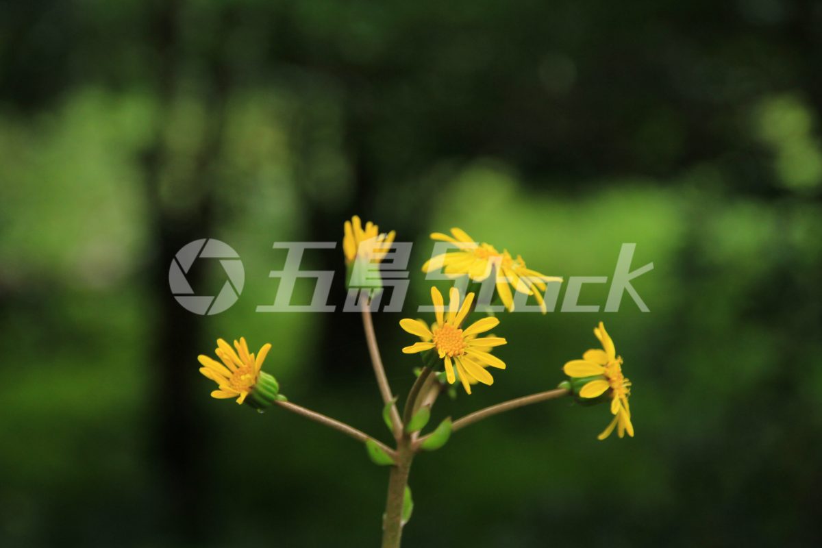 五島Stock