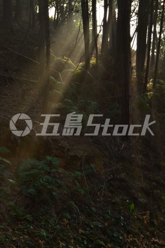 五島Stock
