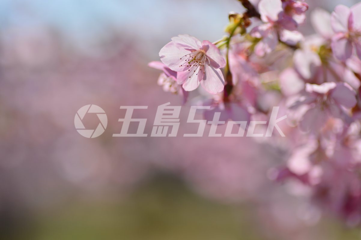 五島Stock