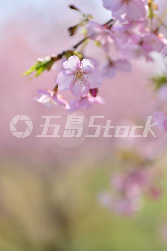 五島Stock