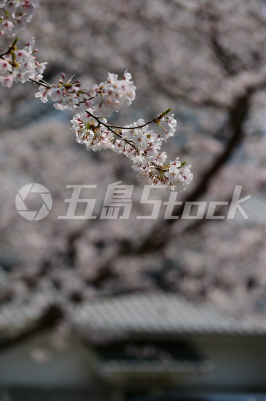 五島Stock
