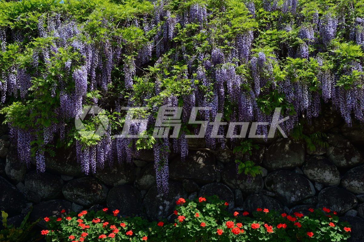 五島Stock
