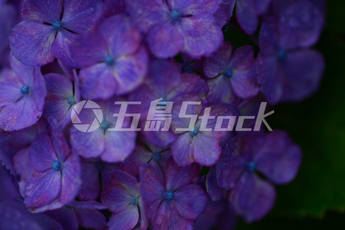 五島Stock