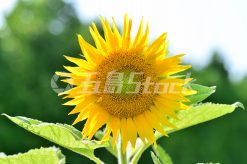 a00430.jpg