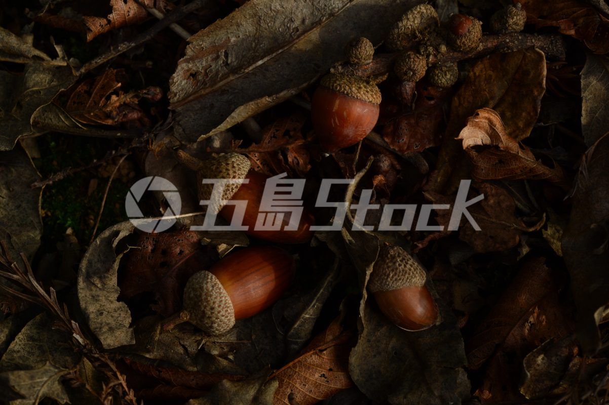 五島Stock