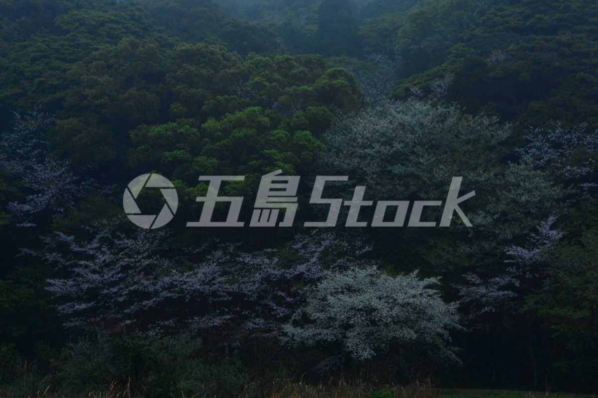五島Stock