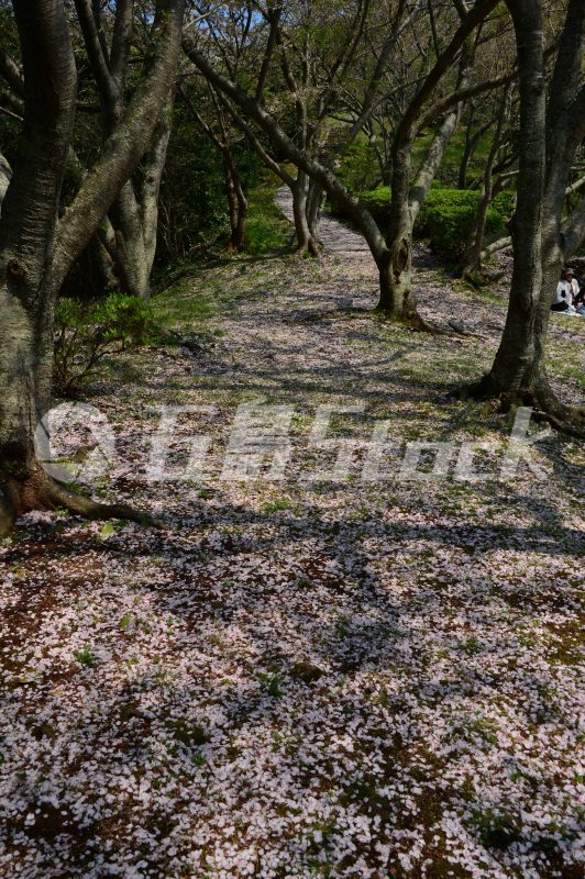 五島Stock