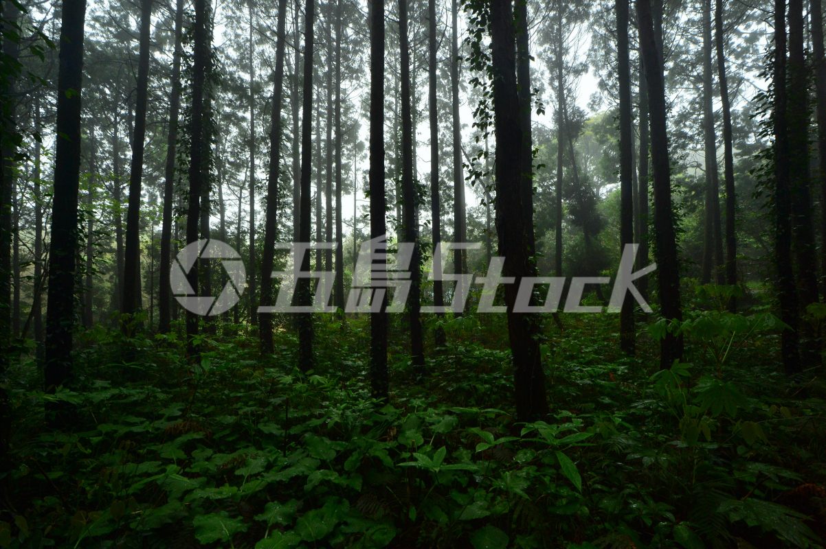 五島Stock