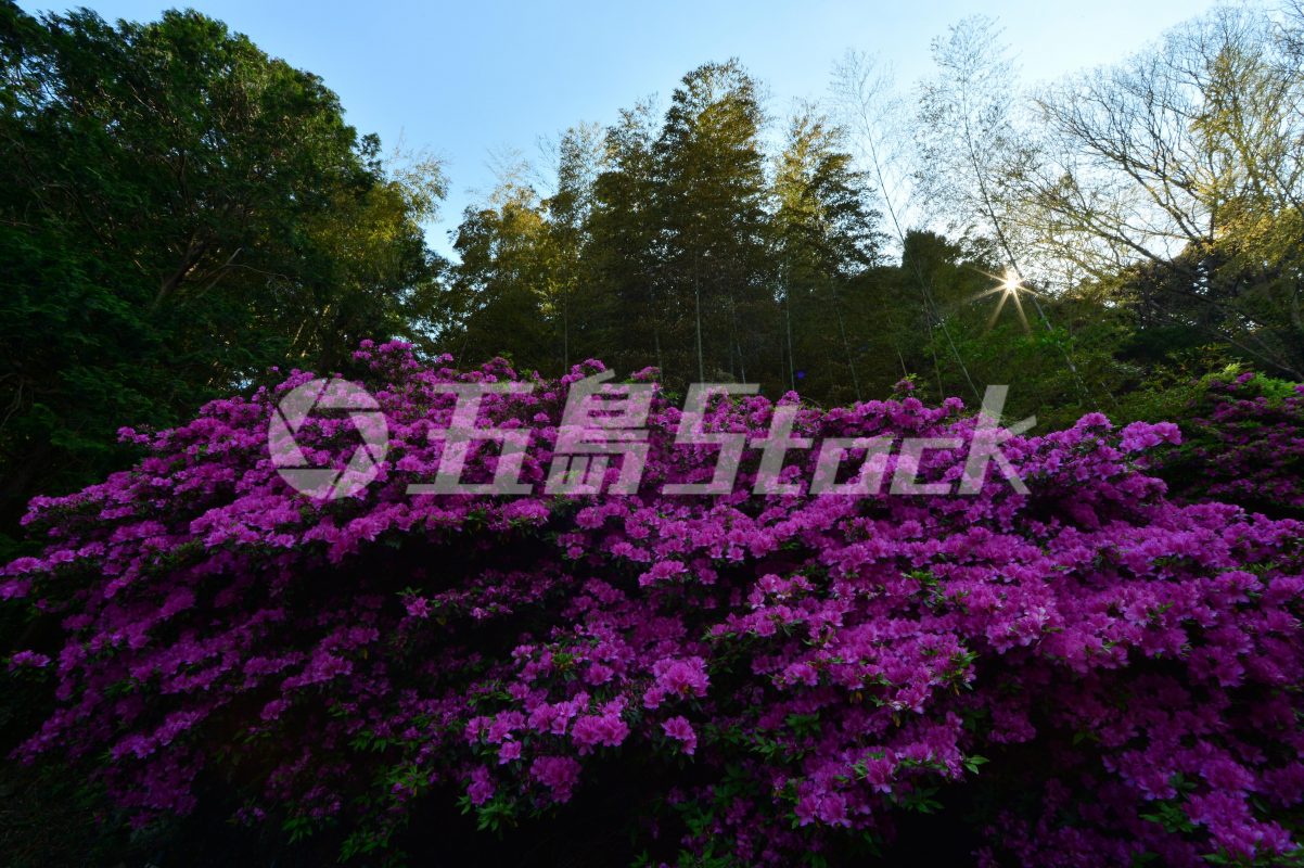 五島Stock