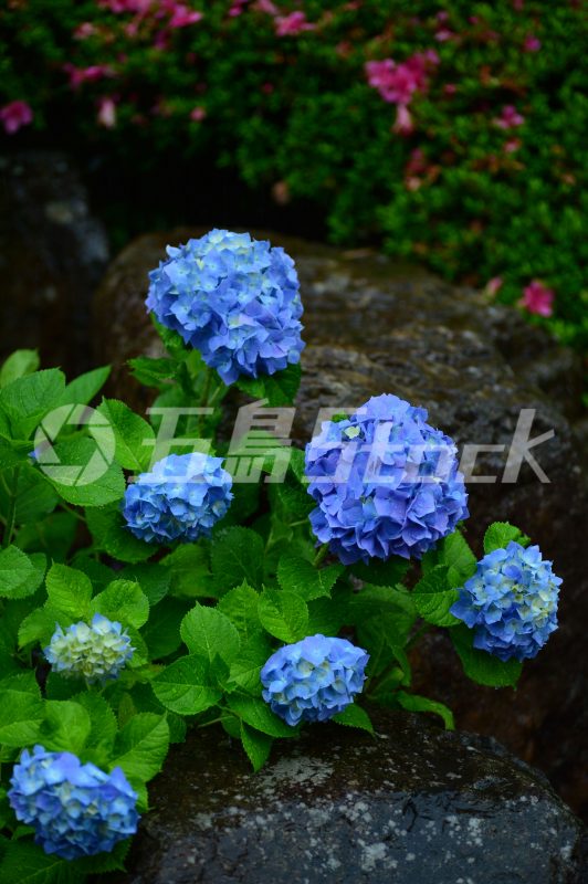 五島Stock