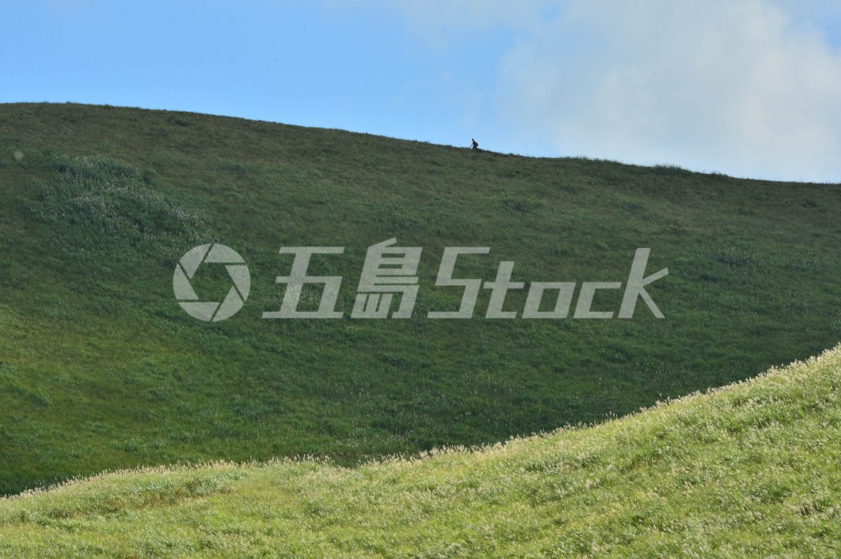 五島Stock