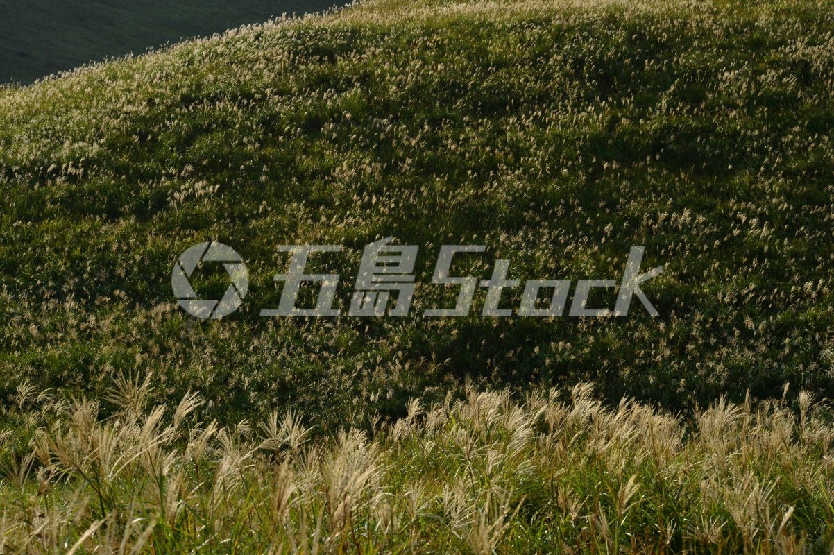 五島Stock