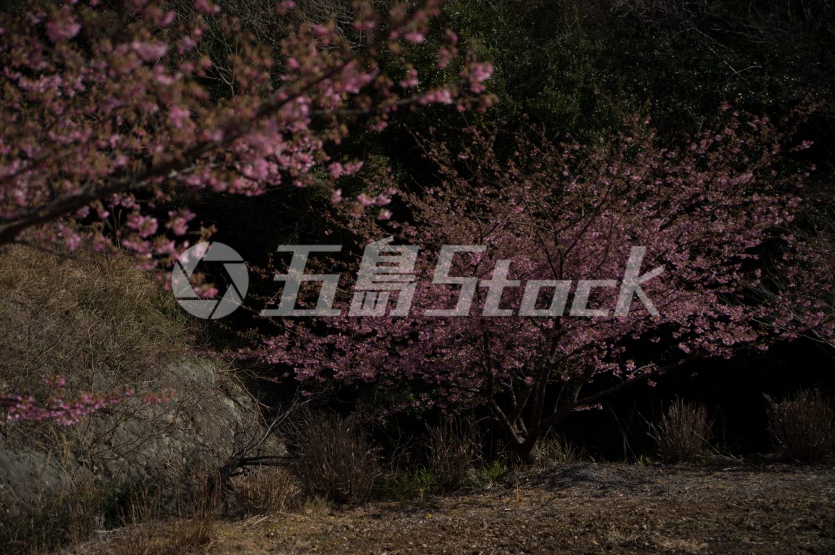 五島Stock