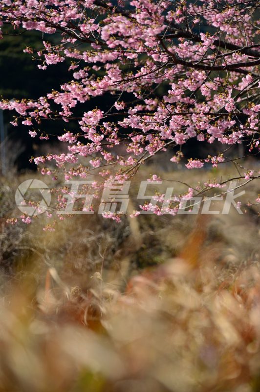 五島Stock