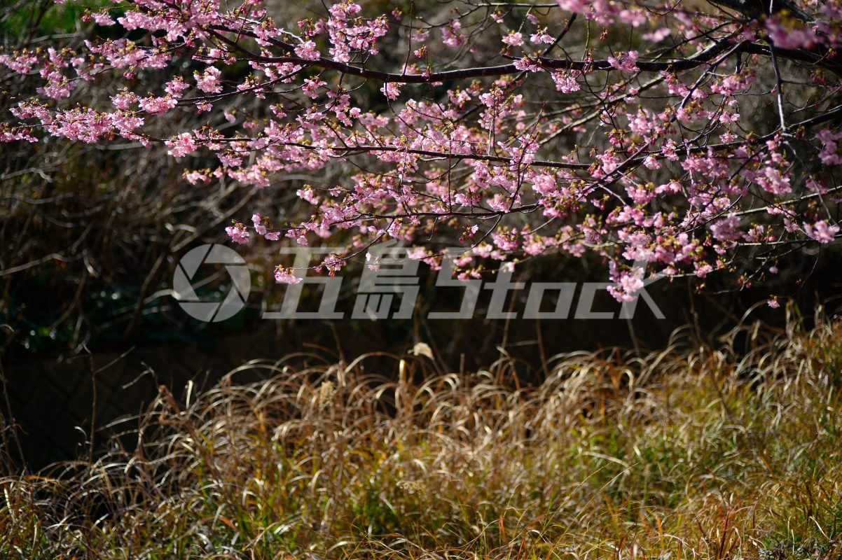 五島Stock