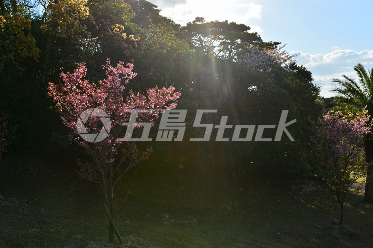 五島Stock