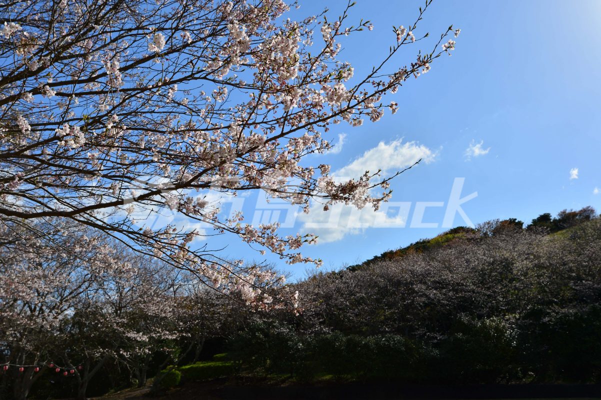 五島Stock